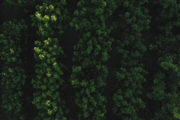 Vista aerea del gelseto di Tecnoseta in piena vegetazione